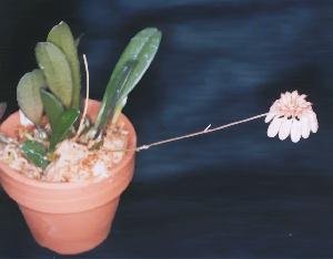 Cirrhopetalum spec.