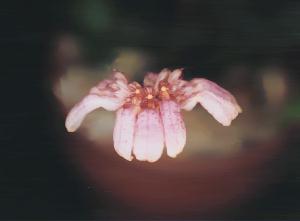 Cirrhopetalum spec.