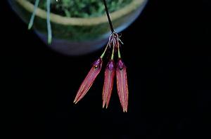 Cirrhopetalum spec.