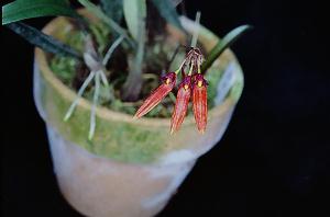 Cirrhopetalum spec.