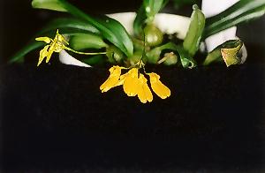 Cirrhopetalum spec.