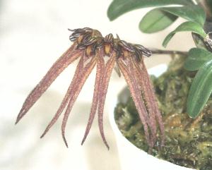Cirrhopetalum spec.
