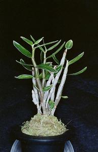 Dendrobium moniliforme()