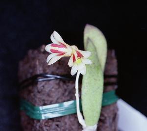 Dendrobium rigidum