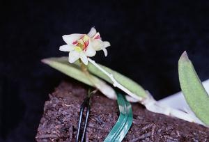 Dendrobium rigidum