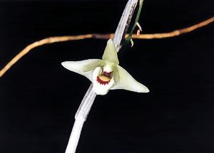 Dendrobium tosaense