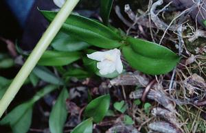 Eria reptans