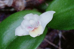 Eria reptans