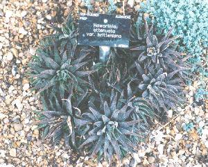 Haworthia at Kew No.5