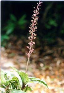 Liparis formosanum var. hachijoensis
