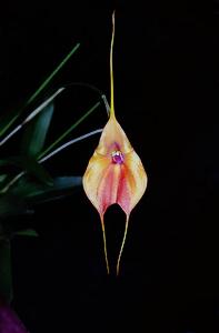 Masdevallia Marguerite