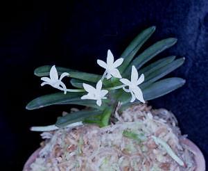 Neofinetia falcata