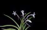 Neofinetia falcata     