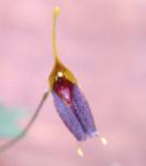 Porroglossum dalstroemii