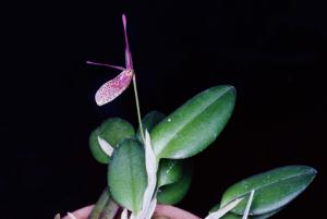 Restrepia spec.