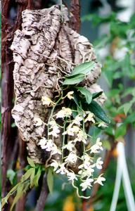 Sedirea japonica