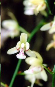 Sedirea japonica