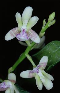 Sedirea japonica