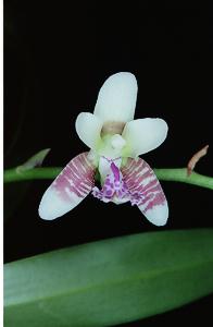 Sedirea japonica
