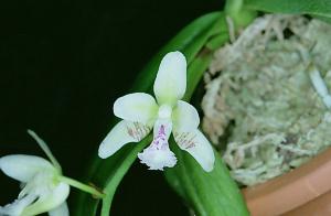 Sedirea japonica