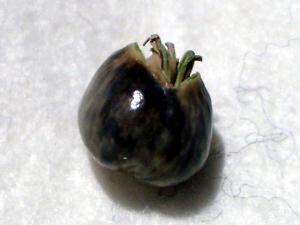 jyuzudama01.jpg