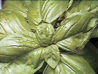 Basil