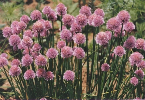 Chive