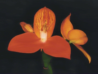 Disa uniflora