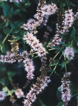Mint
