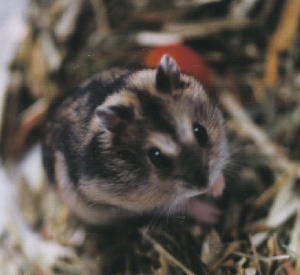 TIKO