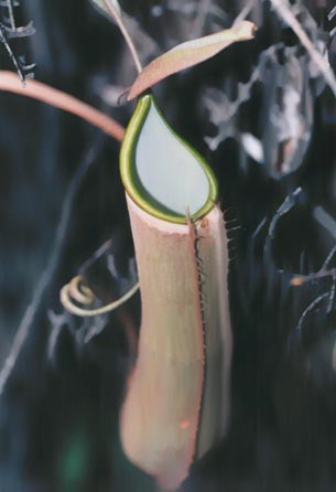 N. albo-marginata