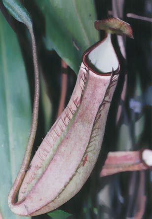 N. albo-marginata