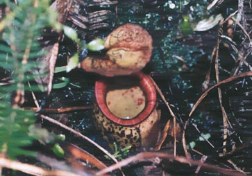 N. macfarlanei