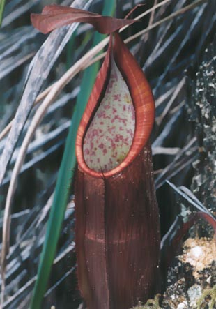 N. sanguinea