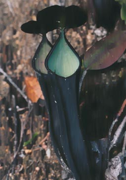 N. gracilima