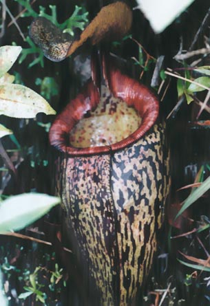 N. sanguinea