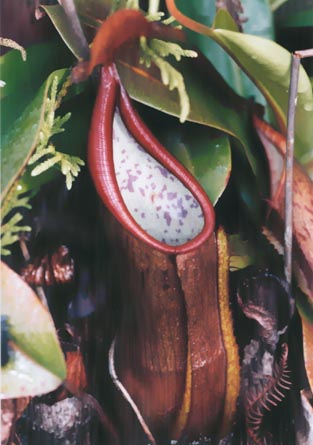 N. macfarlanei