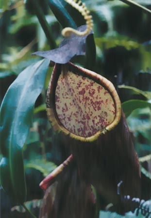 N. sanguinea