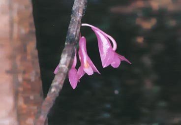 Orchid #1