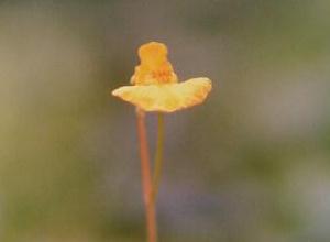 Utricularia australis