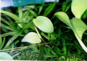 Eichhornia diversifolia