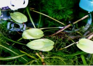 Eichhornia diversifolia
