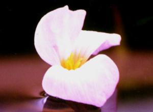 Ottelia