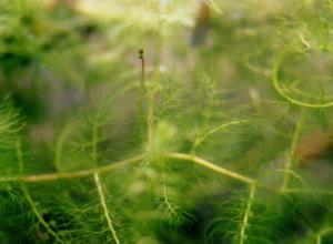 Utricularia aurea