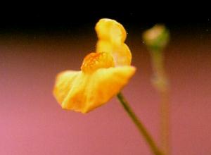 Utricularia australis