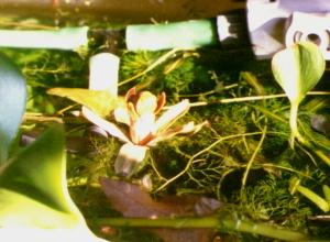 Barclaya longifolia