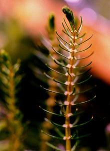 Myriophyllum ussuriense
