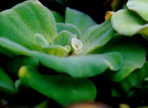 Pistia stratiotes
