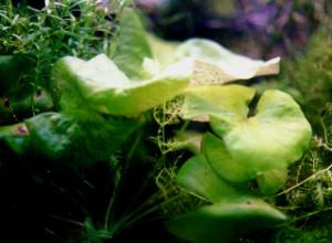 Nymphaea madagascaliensis(invoice)