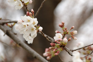 まだ蕾が多いかな? まだ蕾が多いかな?